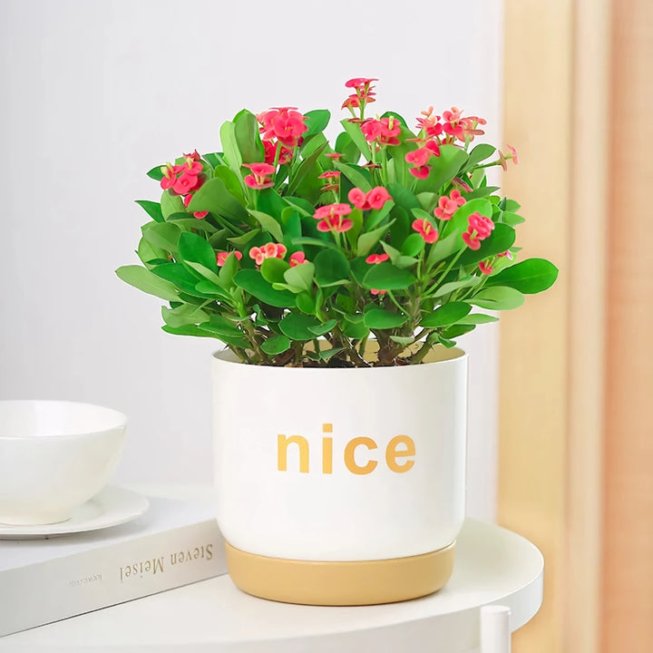 Modern Self Watering Planters for Office and Home