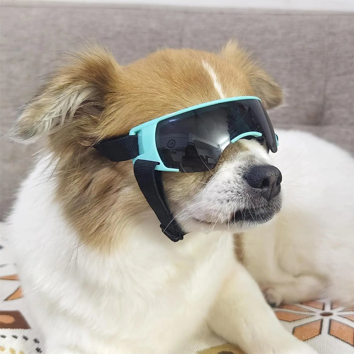 Small Dog Sunglasses