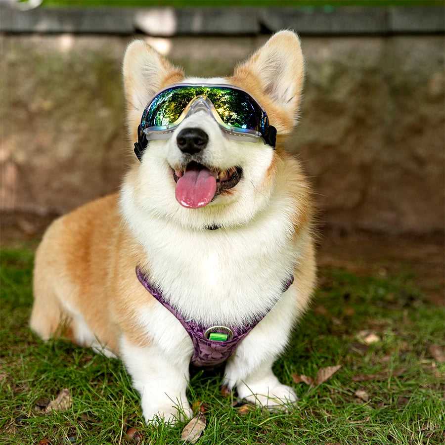 Dog Sunglasses Windproof and UV Resistant Adjustable Goggles for Medium to Large Dogs