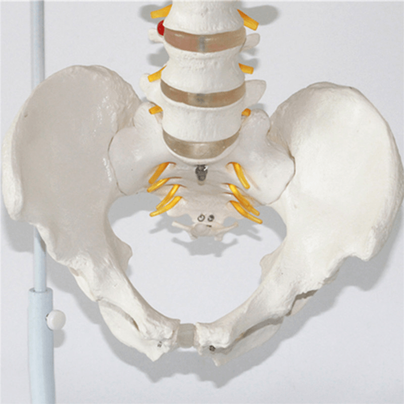 Professional Human Spine Model Flexible Medical Anatomical Spine Model - Trendha