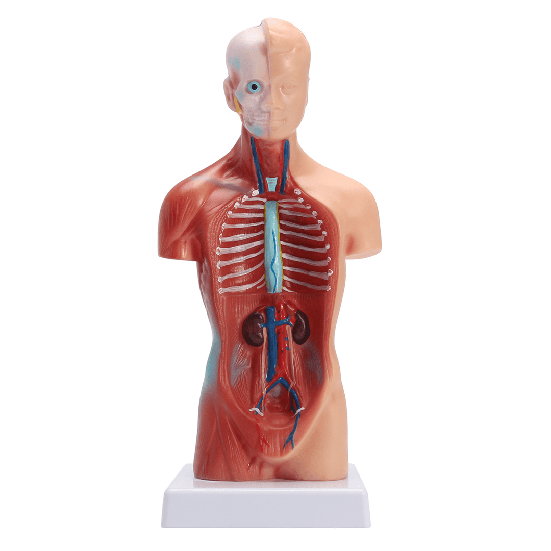 STEM Human Torso Body Anatomy Model Heart Brain Skeleton School Educational - Trendha