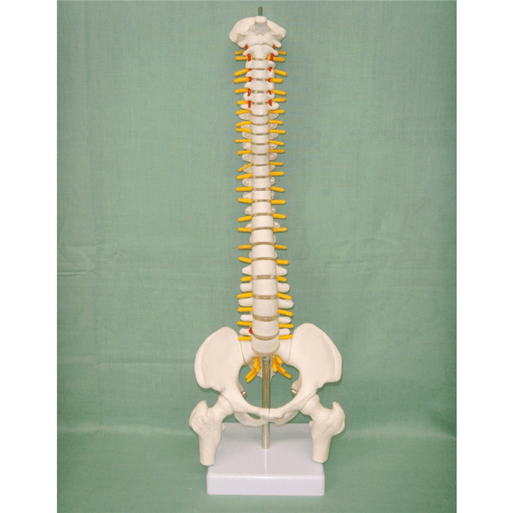 45CM Spine Model with Pelvis Femur Heads 1/2 Life Lab Equipment Detailed Toys - Trendha