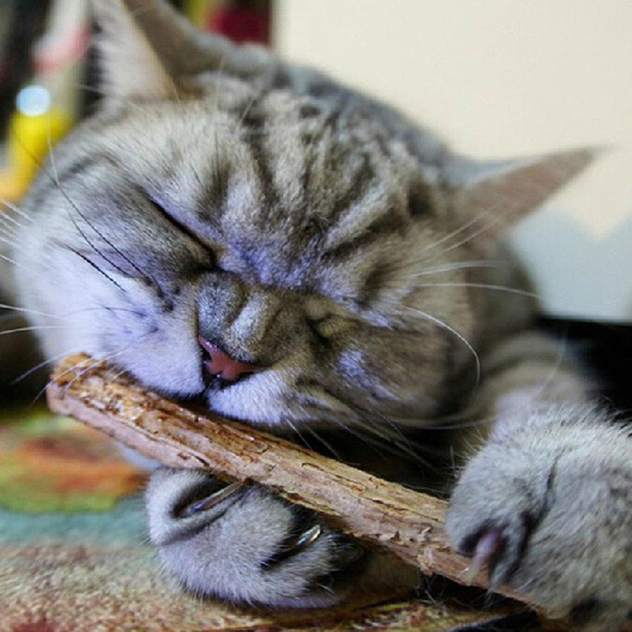 Catnip Teeth Brushing Sticks for Cat - Trendha