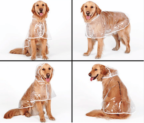 Transparent Autumn Dog Raincoat - Trendha